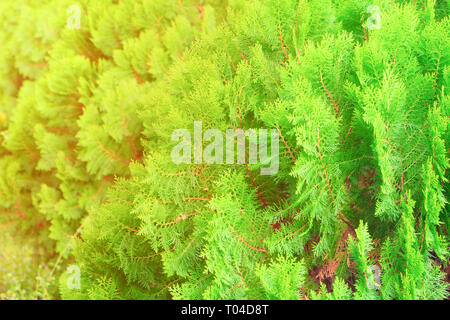 Thuya chinois, feuilles d'arbre de pin sélectionner focus avec une faible profondeur de champ (nom scientifique Thuja Orientali.) Banque D'Images