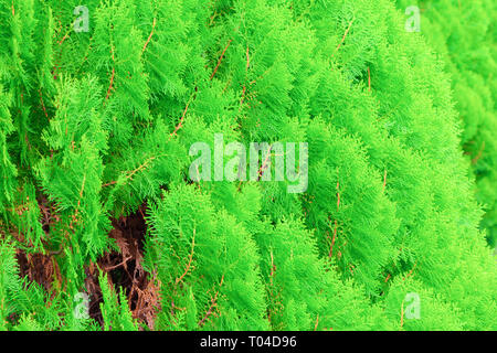 Thuya chinois, feuilles d'arbre de pin sélectionner focus avec une faible profondeur de champ (nom scientifique Thuja Orientali.) Banque D'Images