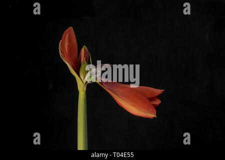Bulbe d'amaryllis fa bourgeon de fleur rouge commençant à fleurir sur un fond noir Banque D'Images