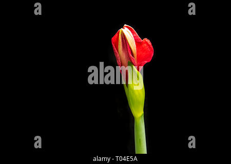 Bulbe d'amaryllis fa bourgeon de fleur rouge commençant à fleurir sur un fond noir Banque D'Images