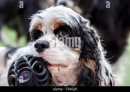 Cocker américain avec balle dans la bouche. Banque D'Images