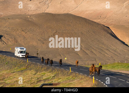 Cheval islandais sur la route d'une nature magnifique paysage de l'Islande. Le cheval islandais est une race de cheval mis au point localement en Islande l'Islande Banque D'Images