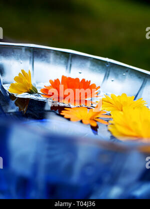 Fleurs dans l'eau, close-up Banque D'Images