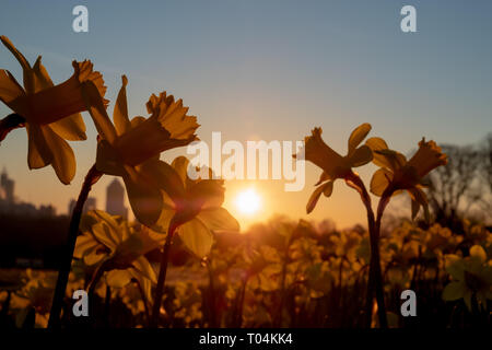 Early sun étant supérieures au-dessus d'un champ de jonquilles à Dorothea Dix Park à Raleigh en Caroline du Nord. Banque D'Images