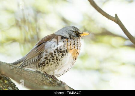 F Turdus sur une branche dans le parc Banque D'Images