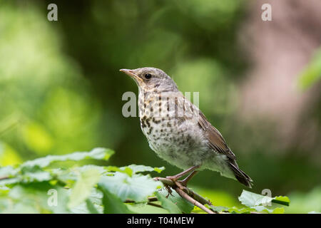 F Turdus sur une branche dans le parc Banque D'Images