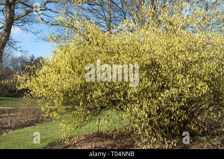 Corylopsis spicata hazel (hiver) avec des fleurs jaunes au début du printemps en mars, d'un jardin Anglais UK Banque D'Images