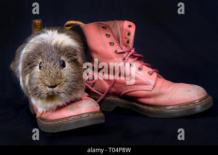 Un cobaye pose sur certaines bottes rose Dr Marten Banque D'Images