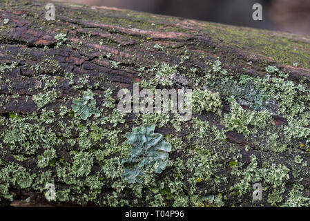 Lichen vert macro on tree trunk Banque D'Images