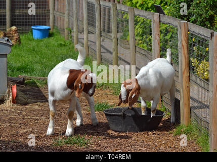 Les chèvres au Tropical Wings Zoo, Chelmsford, Essex, Royaume-Uni. Ce zoo a fermé en décembre 2017. Banque D'Images