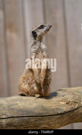 Un meerkat regardant les ailes Tropical Zoo, Chelmsford, Essex, Royaume-Uni. Ce zoo a fermé en décembre 2017. Banque D'Images