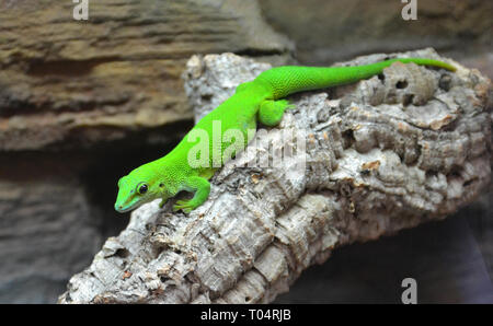 Green Day Gecko à ailes Tropical Zoo, Chelmsford, Essex, Royaume-Uni. Ce zoo a fermé en décembre 2017. Banque D'Images