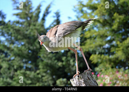 Serima à pattes rouges ailes Tropical Zoo, Chelmsford, Essex, Royaume-Uni. Ce zoo a fermé en décembre 2017. Banque D'Images