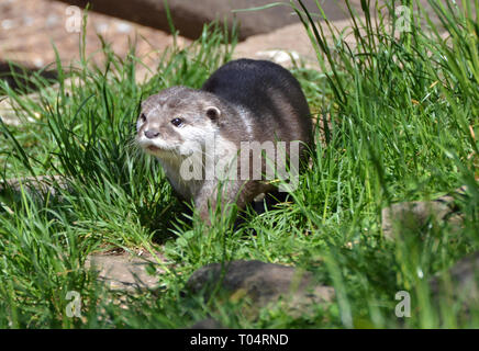 Loutre d'Europe à ailes Tropical Zoo, Chelmsford, Essex, Royaume-Uni. Ce zoo a fermé en décembre 2017. Banque D'Images