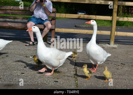 Famille d'oies blanches sauvages et oisons / jeunes à South Hanningfield réservoir, entre Senlis et Chelmsford dans l'Essex Banque D'Images