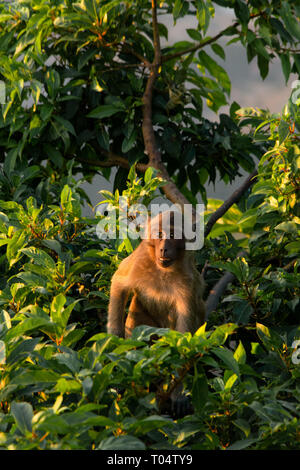 Jeune macaque singe regarde la caméra d'un arbre à l'heure d'or. Banque D'Images