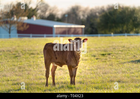 Ennis, Texas - un curieux veau longhorn fixe dans l'appareil photo alors que le pâturage dans un ranch non loin de Dallas, au Texas. Banque D'Images