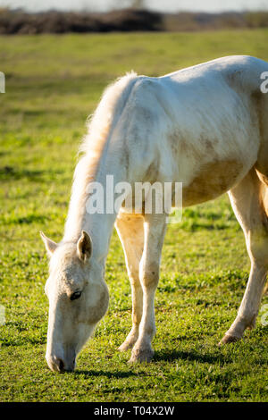 Ennis, Texas - un cheval blanc broute sur l'herbe verte pendant un jour au début du printemps. Banque D'Images