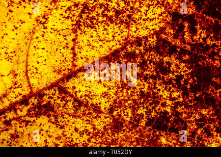 Autumn Leaf macro Banque D'Images