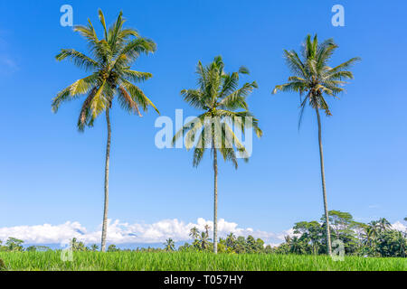 Trois grands cocotiers sur les terrasses de riz vert contre un ciel bleu à journée ensoleillée près de l'île à Ubud Bali, Indonésie . Nature et de voyage Banque D'Images