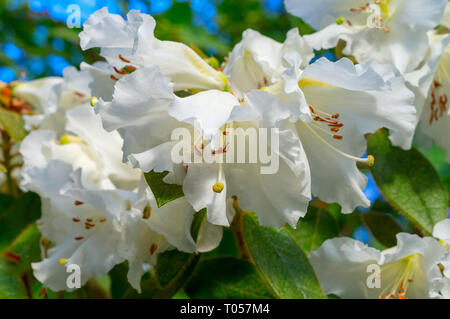 Azalea fleurs blanches sur un buisson dans le jardin au printemps Banque D'Images
