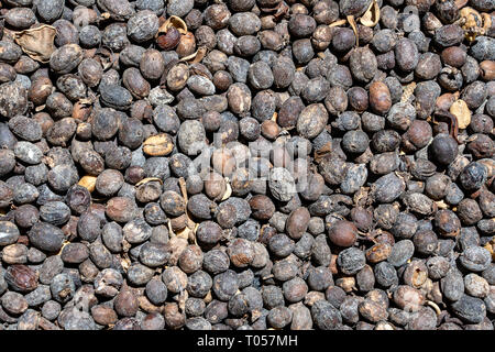 Café Luwak impur, grains de café, Close up. Le Kopi Luwak est un café qui comprend des cerises de café consommé et digéré par l'Asian déféqué c palm Banque D'Images