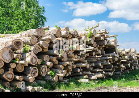 Les arbres abattus se coucher sur l'herbe dans la forêt, la coupe d'arbres Banque D'Images