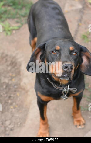 Beau chien noir avec des yeux fidèles à l'avant. Rottweiler portrait dans le jardin Banque D'Images