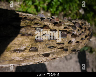 Wishing Tree / Penny journal - Dovedale, Peak District, Derbyshire, Angleterre, RU Banque D'Images