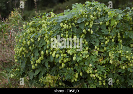 Les cônes de houblon frais vert pour faire de la bière et du pain à l'été sur le champ de houblon Banque D'Images