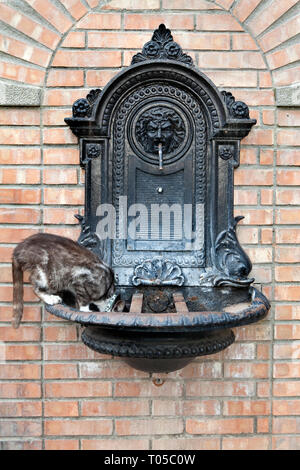 Un chat boit l'eau d'une fontaine dans la ville de Tourtour Banque D'Images