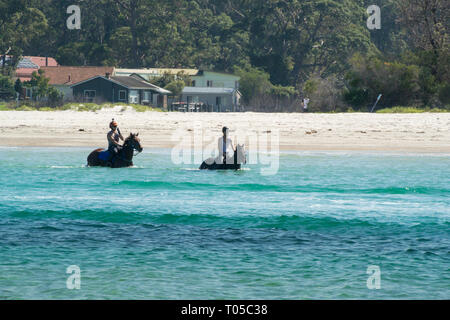 Les chevaux dans l'eau de mer à Huskisson, Jervis Bay, New South Wales, Australia Banque D'Images