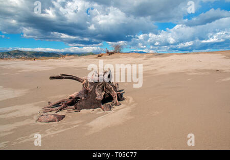 Driftwood souche d'arbre avec des racines sous les cumulus sur Ventura Beach en Californie United States Banque D'Images