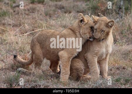 Vu ces 2 oursons schotia Private Game Reserve. Me rappelle de Simba et Nala du roi lion. Banque D'Images