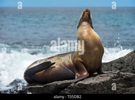 Lion de mer Galapagos (Zalophus wollebaeki) assis sur des roches de lave, les joints de l'oreille (famille Otariidae), l'île de Floreana, Galapagos, Equateur Banque D'Images