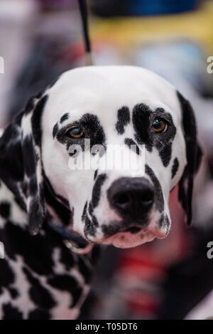 Dalmatien regardant dans l'appareil photo Banque D'Images