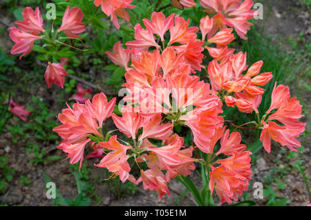 La floraison des azalées sur arbre (Rhododendron simsii Planch) Banque D'Images