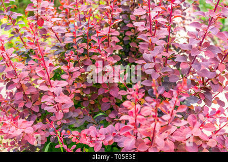 Bush l'épine-vinette (Berberis vulgaris) Banque D'Images