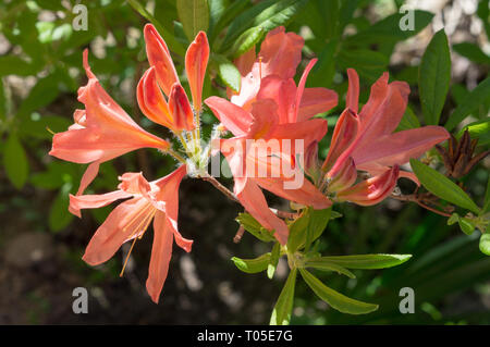Rhododendron rose en fleurs (Azalea), close-up, selective focus Banque D'Images