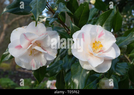 Fleurs de camellia japonica 'lady Vansittart' rose au début du printemps dans un jardin anglais Banque D'Images