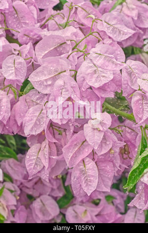 L'éclairage naturel sur ces fleurs de bougainvilliers roses après une douche à effet pluie. Banque D'Images