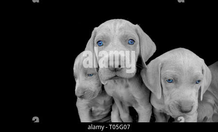 Puppy portrait noir et blanc montrant les yeux bleus de l'braque de race. Banque D'Images