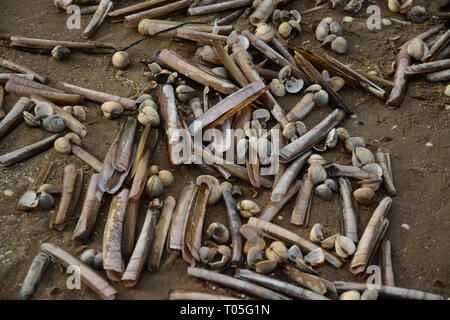 Des coquillages sur le sable faisant un abstract pattern aléatoire dans cette scène de plage, composé de couteaux et les coques. Banque D'Images