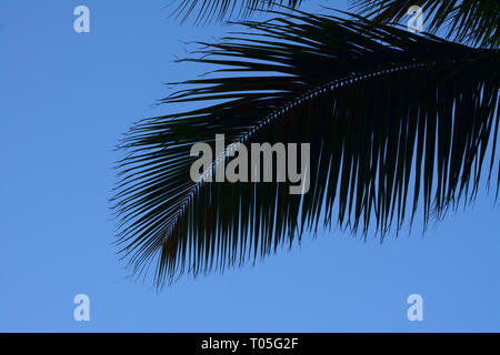 Close up of a palm tree leaf découpé sur un ciel bleu profond Banque D'Images