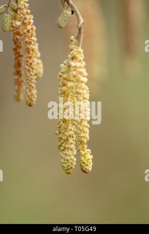 Un gros plan de châton gousses suspendu à une branche d'arbre Banque D'Images