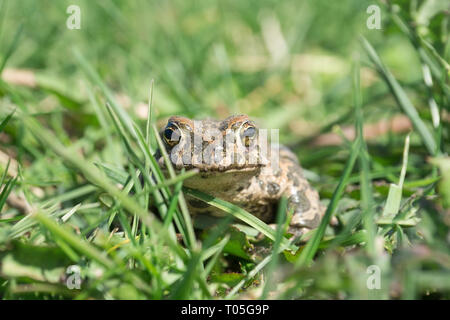 Toad assis sur le sol entre les feuilles vertes sur un jour de printemps ensoleillé Banque D'Images