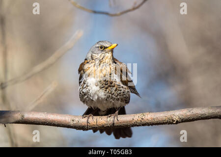 F Turdus sur une branche dans le parc Banque D'Images