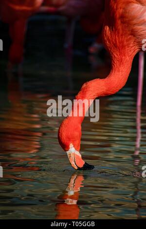 Un flamant rose bénéficiant de l'eau sur une chaude journée d'été. Banque D'Images