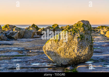 Libre d'un rocher couvert d'algue marine, sur une digue de roches sur la plage de Belgique pendant le coucher du soleil Banque D'Images