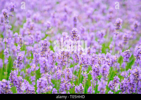 Fleur de Lavande sur le terrain. Banque D'Images